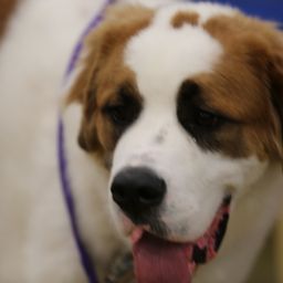 photograph by PeterW